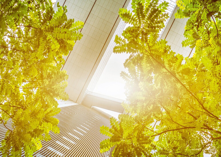 Light flooded trees with buildings 
